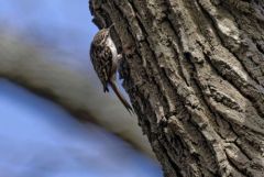 Grimpereau des jardins - Certhia brachydactyla - Short-toed Treecreeper<br>Région parisienne