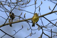 Pouillot véloce - Phylloscopus collybita - Common Chiffchaff<br>Région parisienne