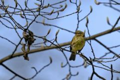 Pouillot véloce - Phylloscopus collybita - Common Chiffchaff<br>Région parisienne