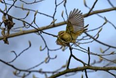 Pouillot véloce - Phylloscopus collybita - Common Chiffchaff<br>Région parisienne