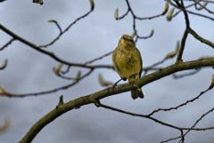 Pouillot véloce - Phylloscopus collybita - Common Chiffchaff<br>Région parisienne