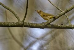 Pouillot véloce - Phylloscopus collybita - Common Chiffchaff<br>Région parisienne