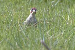 Pic vert ♂ - Picus viridis - European Green Woodpecker<br>Région parisienne