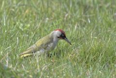 Pic vert ♂ - Picus viridis - European Green Woodpecker<br>Région parisienne