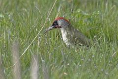Pic vert ♂ - Picus viridis - European Green Woodpecker<br>Région parisienne