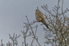 Faucon crécerelle ♂ - Falco tinnunculus - Common Kestrel<br>Région Parisienne