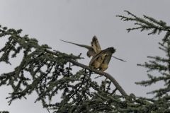 Faucon crécerelle ♂ - Falco tinnunculus - Common Kestrel<br>Région Parisienne