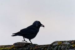 Choucas des tours - Coloeus monedula - Western Jackdaw<br>Région parisienne