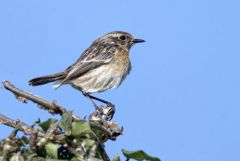 Tarier pâtre ♀ - Saxicola rubicola - European Stonechat<br>Région Parisienne