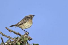 Tarier pâtre ♀ - Saxicola rubicola - European Stonechat<br>Région Parisienne