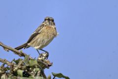 Tarier pâtre ♀ - Saxicola rubicola - European Stonechat<br>Région Parisienne