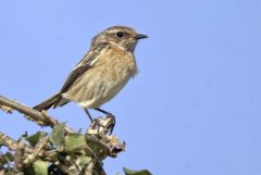 Tarier pâtre ♀ - Saxicola rubicola - European Stonechat<br>Région Parisienne