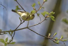 Pouillot véloce - Phylloscopus collybita - Common Chiffchaff<br>Région parisienne