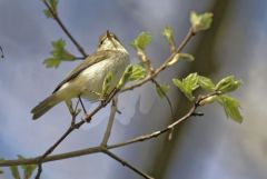 Pouillot véloce - Phylloscopus collybita - Common Chiffchaff<br>Région parisienne