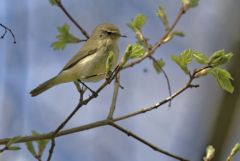 Pouillot véloce - Phylloscopus collybita - Common Chiffchaff<br>Région parisienne