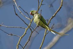 Perruche alexandre - Psittacula eupatria - Alexandrine Parakeet<br>Région parisienne