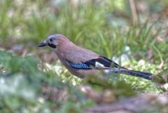 Geai des chênes - Garrulus glandarius - Eurasian Jay<br>Région Parisienne