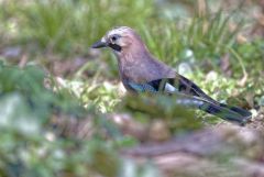 Geai des chênes - Garrulus glandarius - Eurasian Jay<br>Région Parisienne