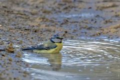Mésange bleue - Cyanistes caeruleus - Eurasian Blue Tit<br>Région parisienne