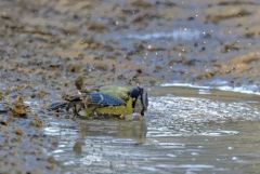 Mésange bleue - Cyanistes caeruleus - Eurasian Blue Tit<br>Région parisienne