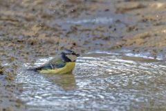 Mésange bleue - Cyanistes caeruleus - Eurasian Blue Tit<br>Région parisienne