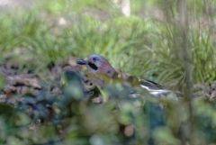 Geai des chênes - Garrulus glandarius - Eurasian Jay<br>Région Parisienne