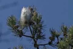 Nid de processionnaires du Pin - Thaumetopoea pityocampa<br>Région parisienne