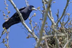 Corbeau freux - Corvus frugilegus - Rook<br>Région parisienne