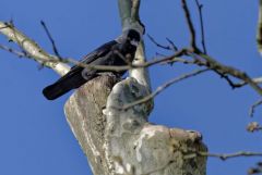 Choucas des tours - Coloeus monedula - Western Jackdaw<br>Région parisienne