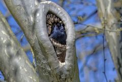 Choucas des tours - Coloeus monedula - Western Jackdaw<br>Région parisienne