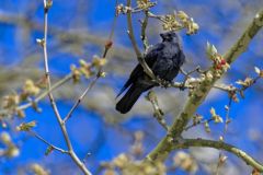 Choucas des tours - Coloeus monedula - Western Jackdaw<br>Région parisienne