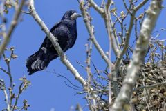 Corbeau freux - Corvus frugilegus - Rook<br>Région parisienne