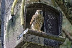 Faucon crécerelle ♀ - Falco tinnunculus - Common Kestrel<br>Région Parisienne