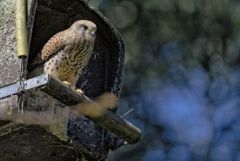 Faucon crécerelle ♀ - Falco tinnunculus - Common Kestrel<br>Région Parisienne