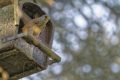Faucon crécerelle ♂ - Falco tinnunculus - Common Kestrel<br>Région Parisienne