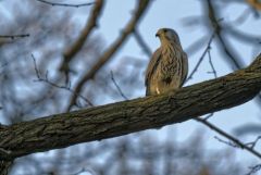 Faucon crécerelle ♂ - Falco tinnunculus - Common Kestrel<br>Région Parisienne