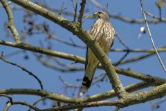 Faucon crécerelle ♂ - Falco tinnunculus - Common Kestrel<br>Région Parisienne