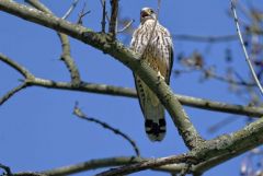 Faucon crécerelle ♂ - Falco tinnunculus - Common Kestrel<br>Région Parisienne