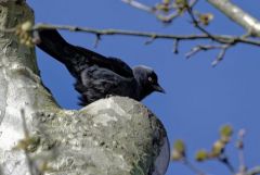 Choucas des tours - Coloeus monedula - Western Jackdaw<br>Région parisienne