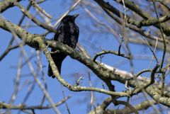Corneille noire - Corvus corone - Carrion Crow<br>Région Parisienne