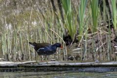 Gallinule poule-d'eau - Gallinula chloropus - Common Moorhen<br>Région Parisienne