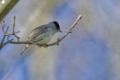 Fauvette à tête noire ♂ - Sylvia atricapilla - Eurasian Blackcap<br>Vendée