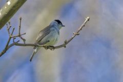 Fauvette à tête noire ♂ - Sylvia atricapilla - Eurasian Blackcap<br>Vendée