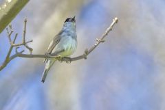 Fauvette à tête noire ♂ - Sylvia atricapilla - Eurasian Blackcap<br>Vendée