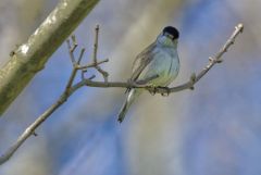 Fauvette à tête noire ♂ - Sylvia atricapilla - Eurasian Blackcap<br>Vendée