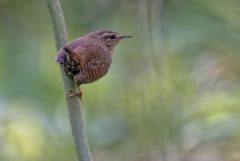Troglodyte mignon - Troglodytes troglodytes - Eurasian Wren<br>Région Parisienne