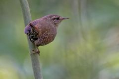 Troglodyte mignon - Troglodytes troglodytes - Eurasian Wren<br>Région Parisienne