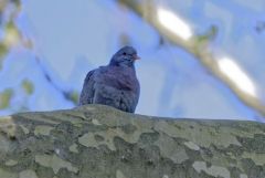 Pigeon colombin - Columba oenas - Stock Dove<br>Région Parisienne