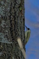 Pic vert ♀ - Picus viridis - European Green Woodpecker<br>Région parisienne