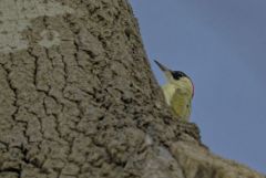 Pic vert ♀ - Picus viridis - European Green Woodpecker<br>Région parisienne